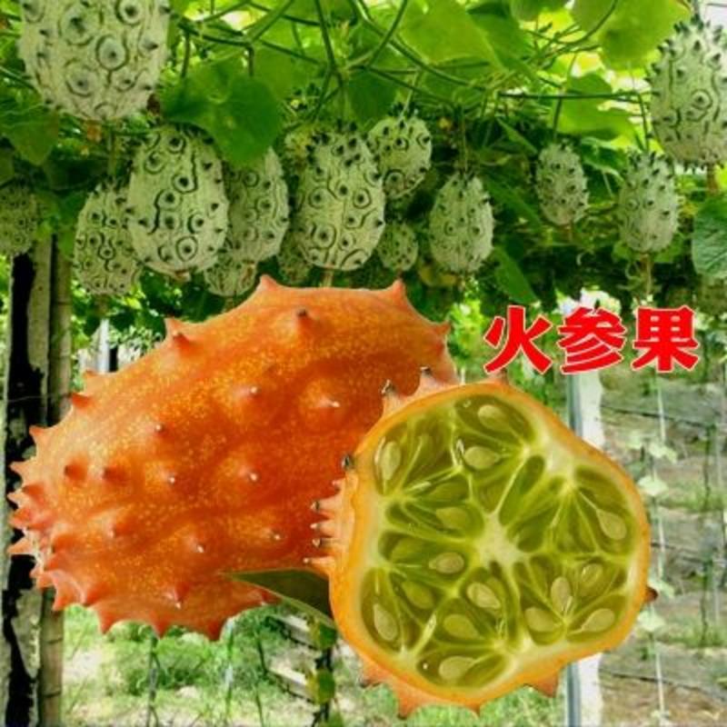 火参果种子刺瓜孑海参果火星果苗阳台盆栽南非生水果四种