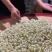 广西横州市茉莉花茶金针王飘雪浓香型花茶六窨茉莉花茶