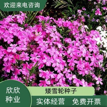 矮雪轮种子大蔓樱花地被盆栽春播花卉花种子四季花卉四季开花