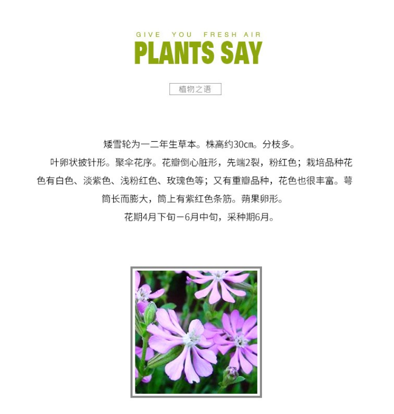 矮雪轮种子大蔓樱花地被盆栽春播花卉花种子四季花卉四季开花