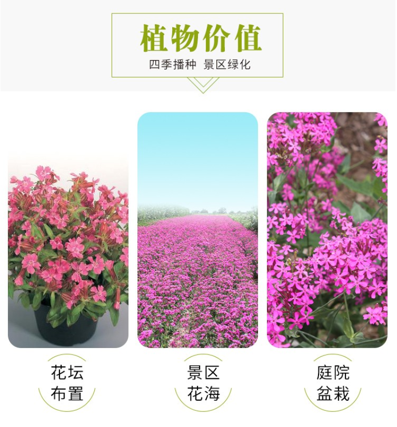 矮雪轮种子大蔓樱花地被盆栽春播花卉花种子四季花卉四季开花