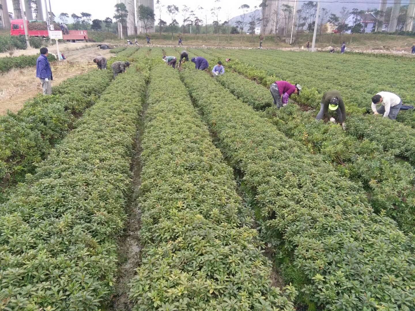 黄瓜人工授粉示意图