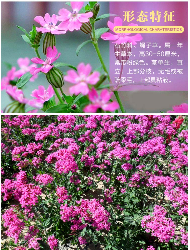 矮雪轮种子大蔓樱花地被盆栽春播花卉花种子四季花卉四季开花