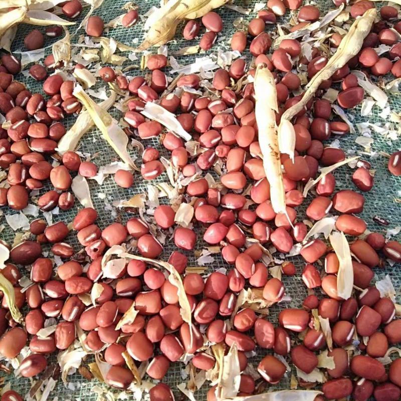 新货赤小豆东北农家长粒赤豆薏米仁组合煮粥煲汤赤小豆
