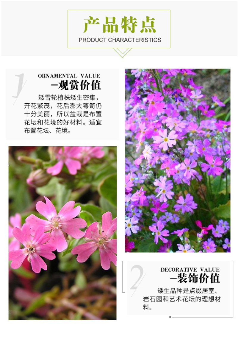 矮雪轮种子大蔓樱花地被盆栽春播花卉花种子四季花卉四季开花