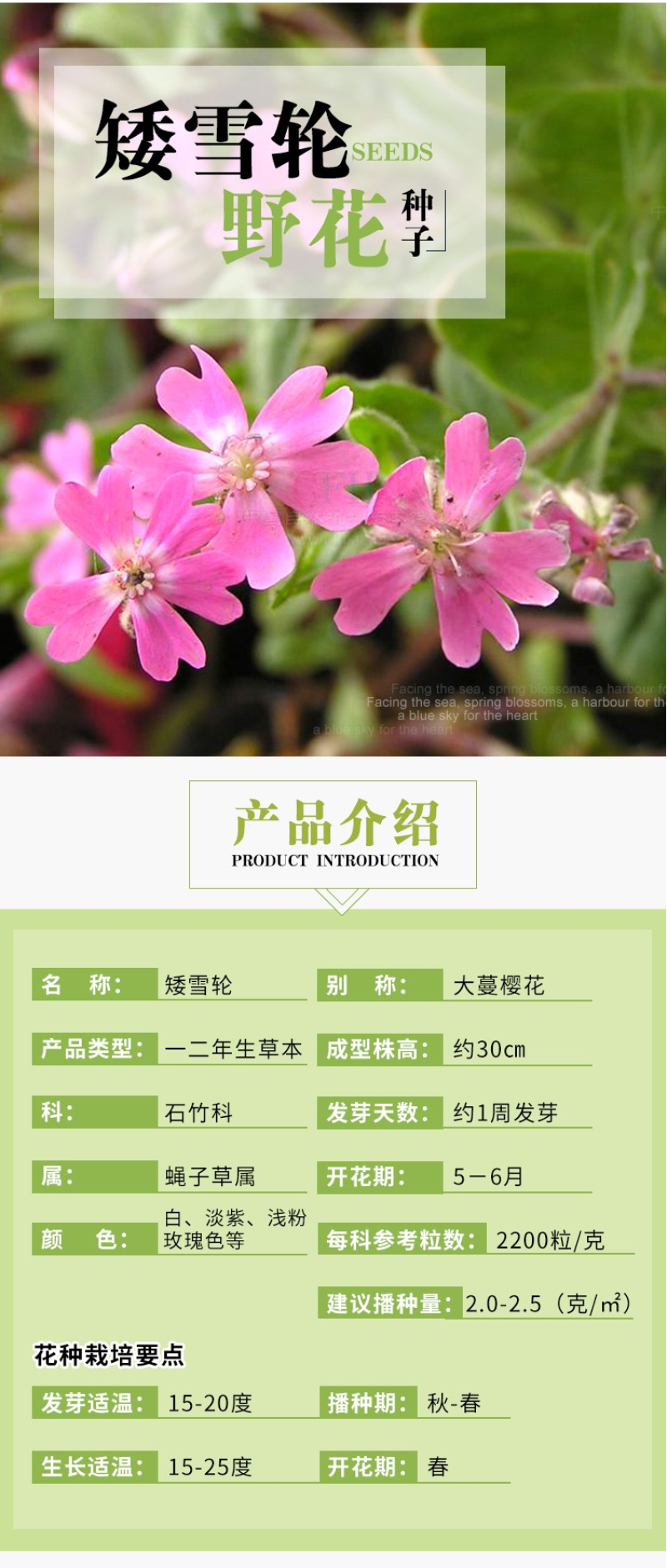 矮雪轮种子大蔓樱花地被盆栽春播花卉花种子四季花卉四季开花