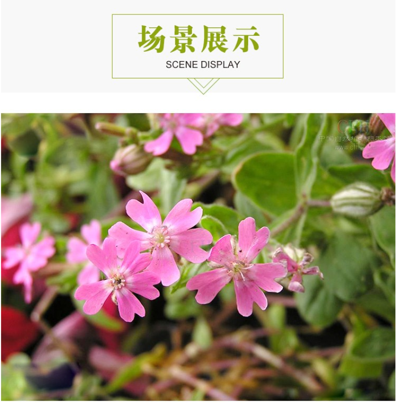 矮雪轮种子大蔓樱花地被盆栽春播花卉花种子四季花卉四季开花