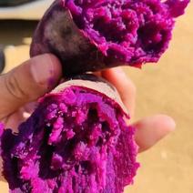 紫薯，紫罗兰，产地一手货源，质量保证，欢迎来电咨询