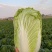 青杂三号白菜商丘夏邑白菜上市，品质好，价格低欢迎老板采购