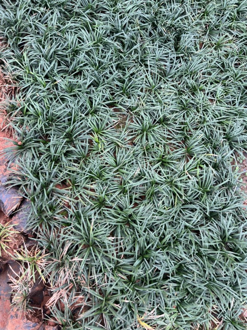 矮品麦冬矮麦冬玉龙草自产自销量大从优