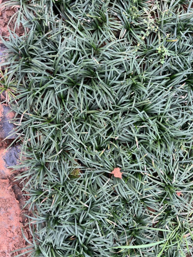 矮品麦冬矮麦冬玉龙草自产自销量大从优