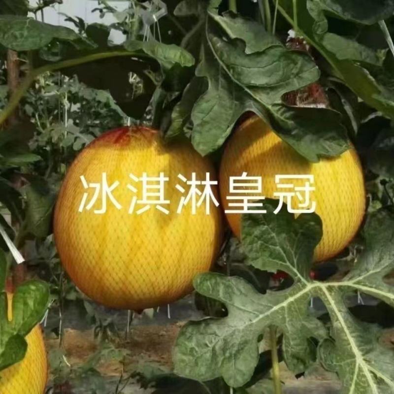 早熟黄皮红瓤西瓜种子正宗皮薄高产抗病早熟高圆型西瓜种子