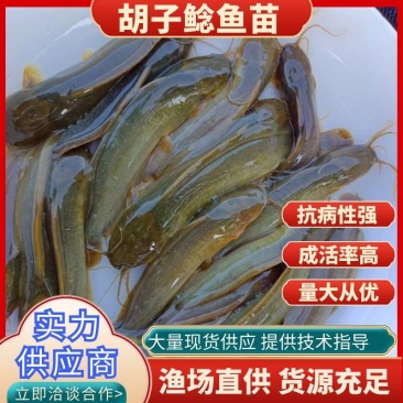塘角鱼、土塘鲺、土滑哥、胡子鲶鱼苗，快大易养殖的品种
