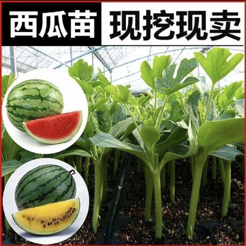 天山8424西瓜嫁接苗现货包邮育苗基地常年有苗