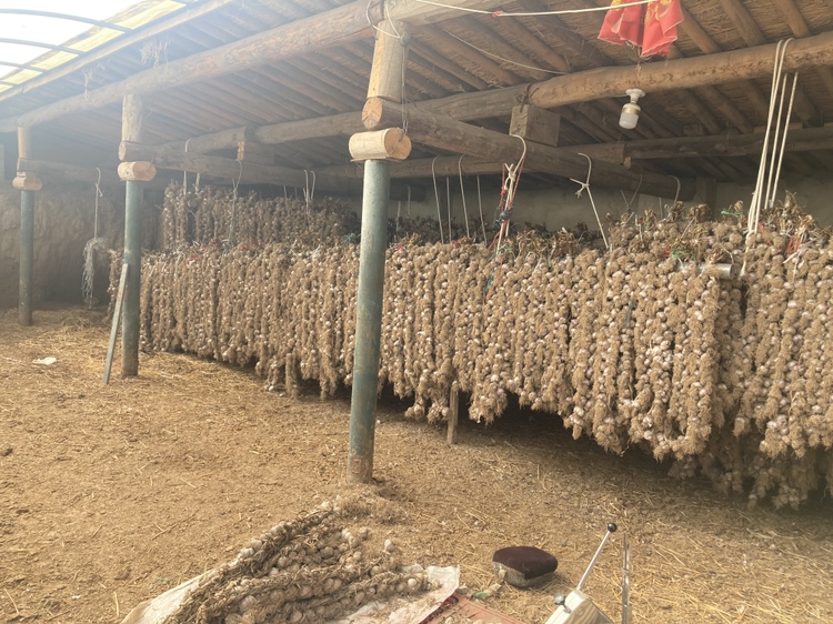 农民在阳光充足的场院中将刚采挖的紫皮大蒜进行编辫悬挂晾晒,蒜头外皮呈现鲜艳的紫红色,背景可见连片的大蒜种植田和远处山区地貌,体现传统农耕与现代规模化生产的结合 丰收季节的张家口紫皮大蒜晾晒场景