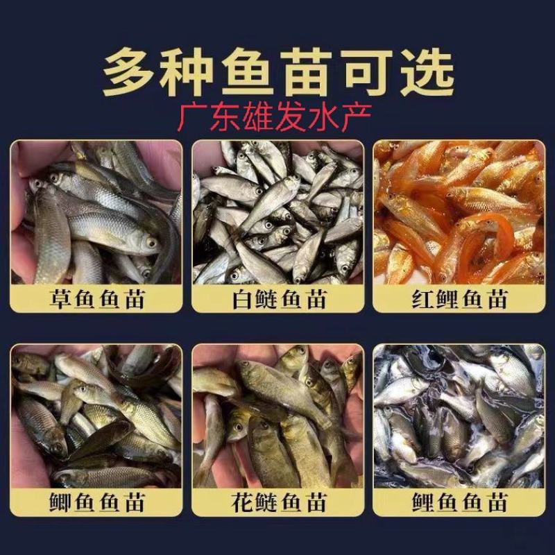 红鲳鱼苗，白鲳鱼苗，渔场直供，养殖周期短，可以高密度养殖