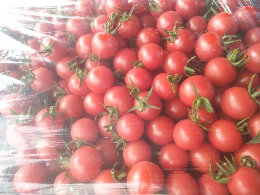 釜山88圣女果在商超货架与礼盒包装中的陈列展示