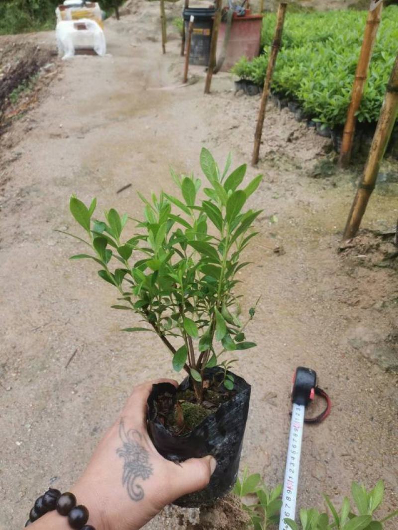 毛杜鹃漳州市基地直销