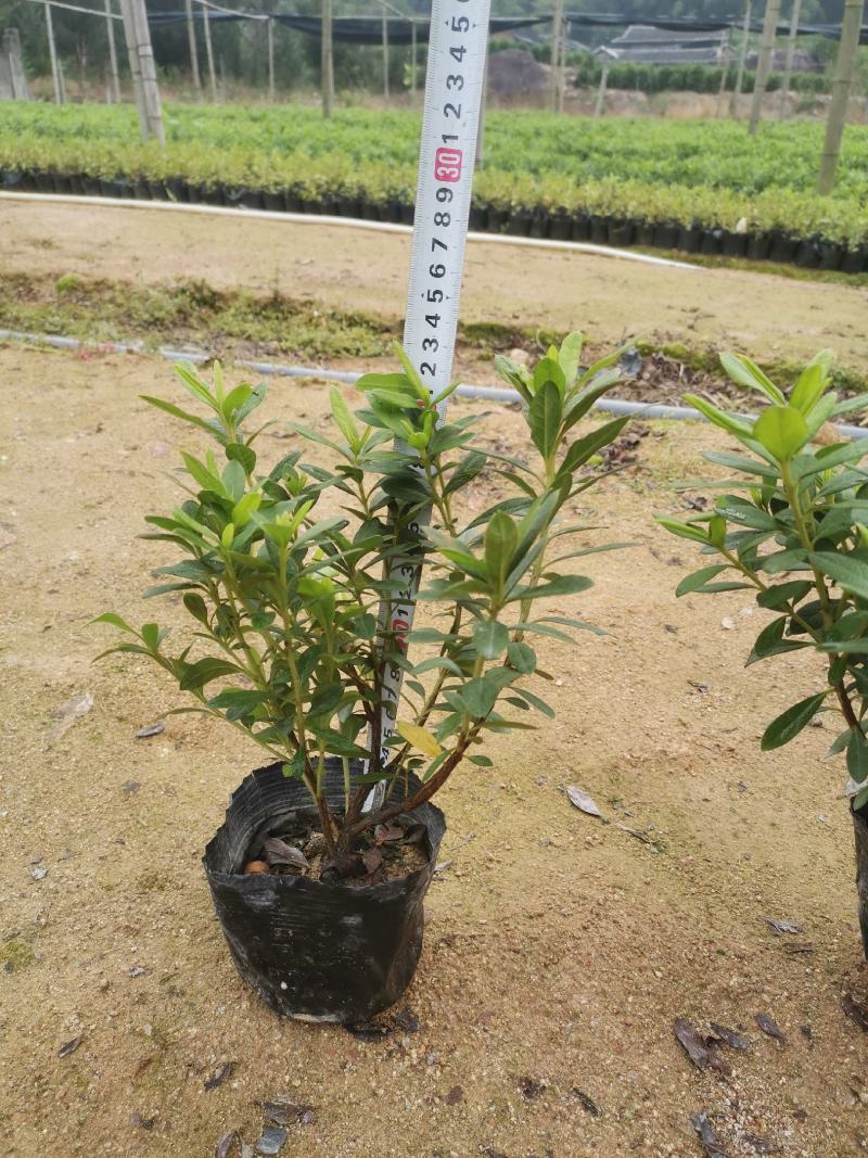 毛杜鹃漳州市基地直销