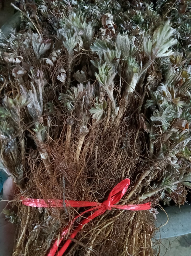 白头翁苗