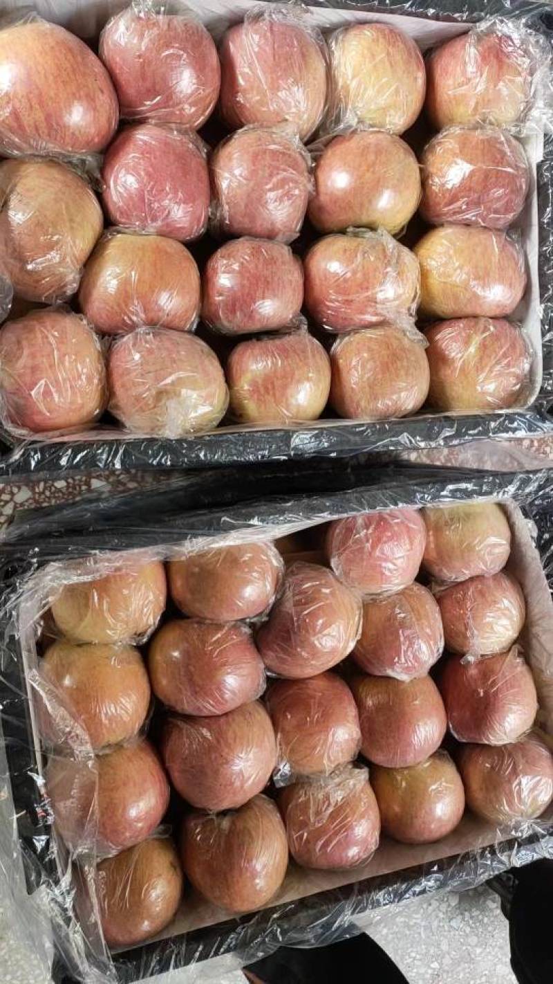 山西临猗坡上红富土膜袋（冰糖心苹果）个大，果面好，口感好