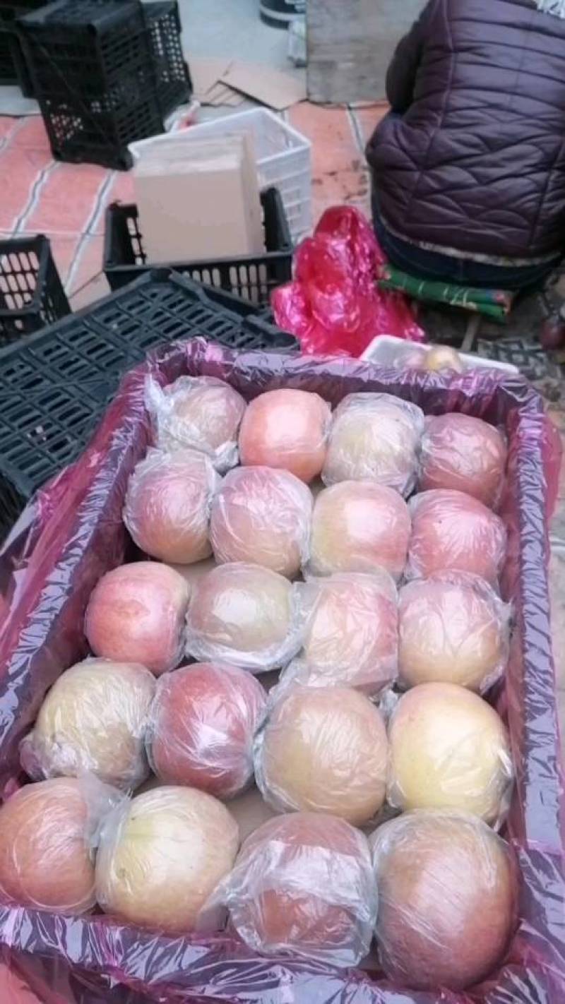 山西临猗坡上红富土膜袋（冰糖心苹果）个大，果面好，口感好