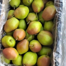 山西临猗红香酥梨种植面积大，果面，颜色好，大小