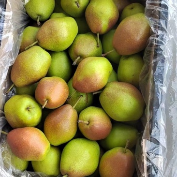 山西临猗红香酥梨种植面积大，果面，颜色好，大小
