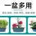 包邮牛筋盆农用秧盆养殖盆耐用圆形塑料盆洗菜洗衣盆花盆