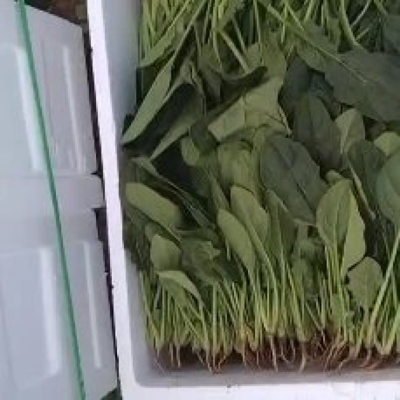 济宁市金乡县棚地菠菜大量上市可加工各种包装