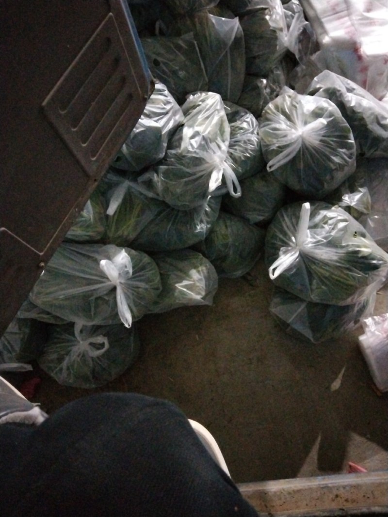 济宁市金乡县棚地菠菜大量上市可加工各种包装