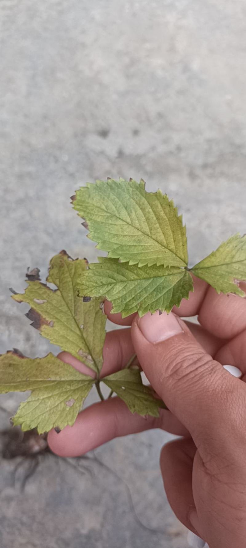 三叶委陵菜