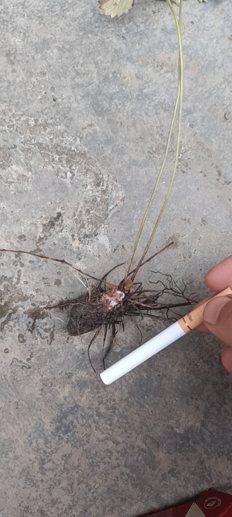 三叶委陵菜