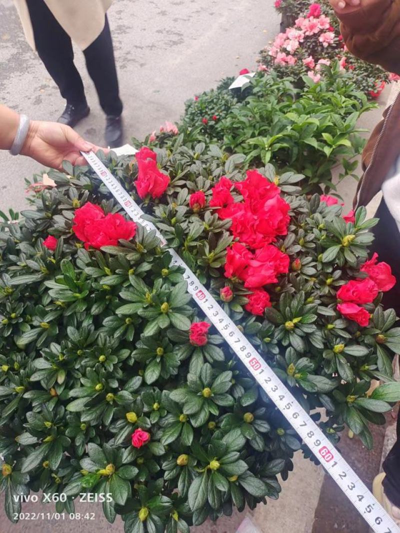 西洋杜鹃