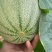 蜜龙25中熟厚皮甜瓜种子中心含糖量18度左右网纹甜瓜种