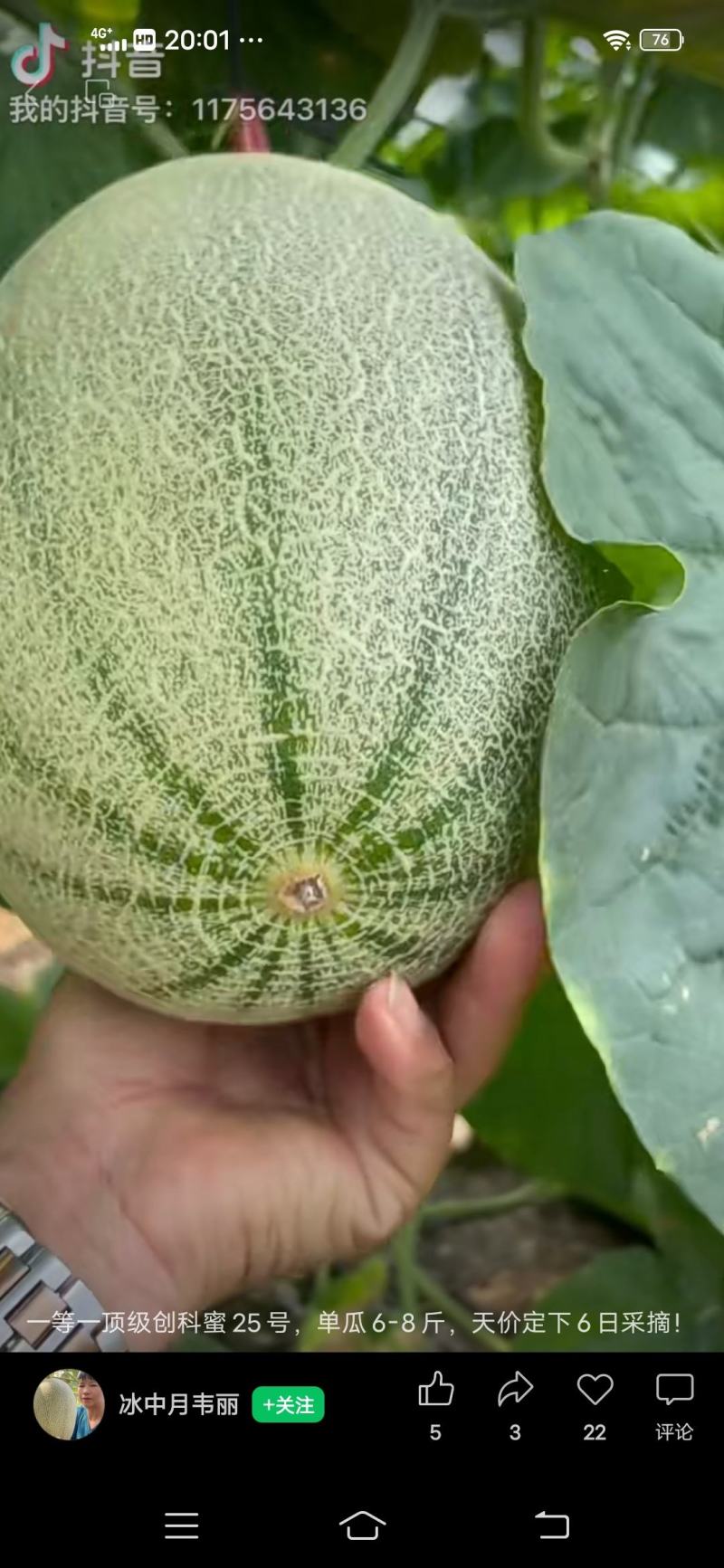 蜜龙25中熟厚皮甜瓜种子中心含糖量18度左右网纹甜瓜种