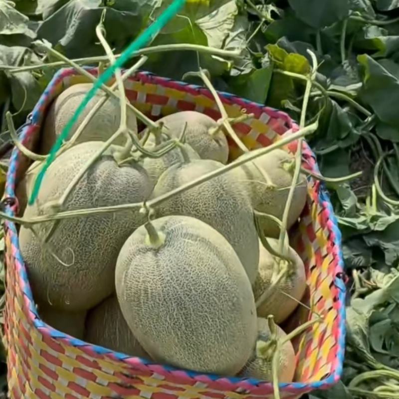 蜜龙25中熟厚皮甜瓜种子中心含糖量18度左右网纹甜瓜种