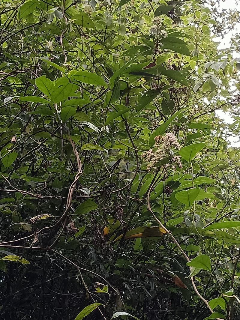 云南黑苦藤、苦藤、苦茶藤，需要的客户联系下单