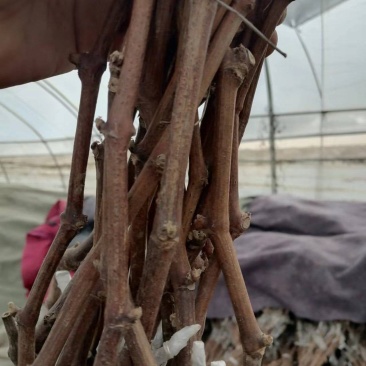 阳光玫瑰葡萄苗，50万棵，夏黑根，5bb，贝达根嫁接苗