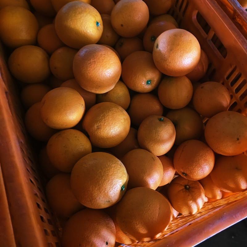 中华红血橙产地直发一手货源可连视频看货
