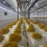 金耳