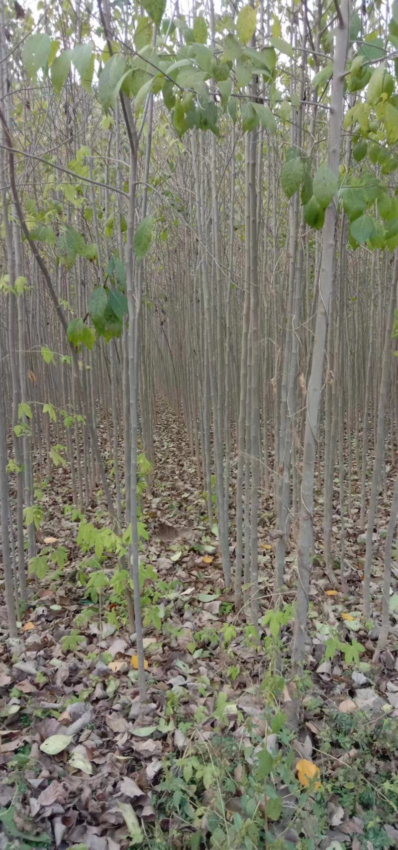 杜仲树苗
