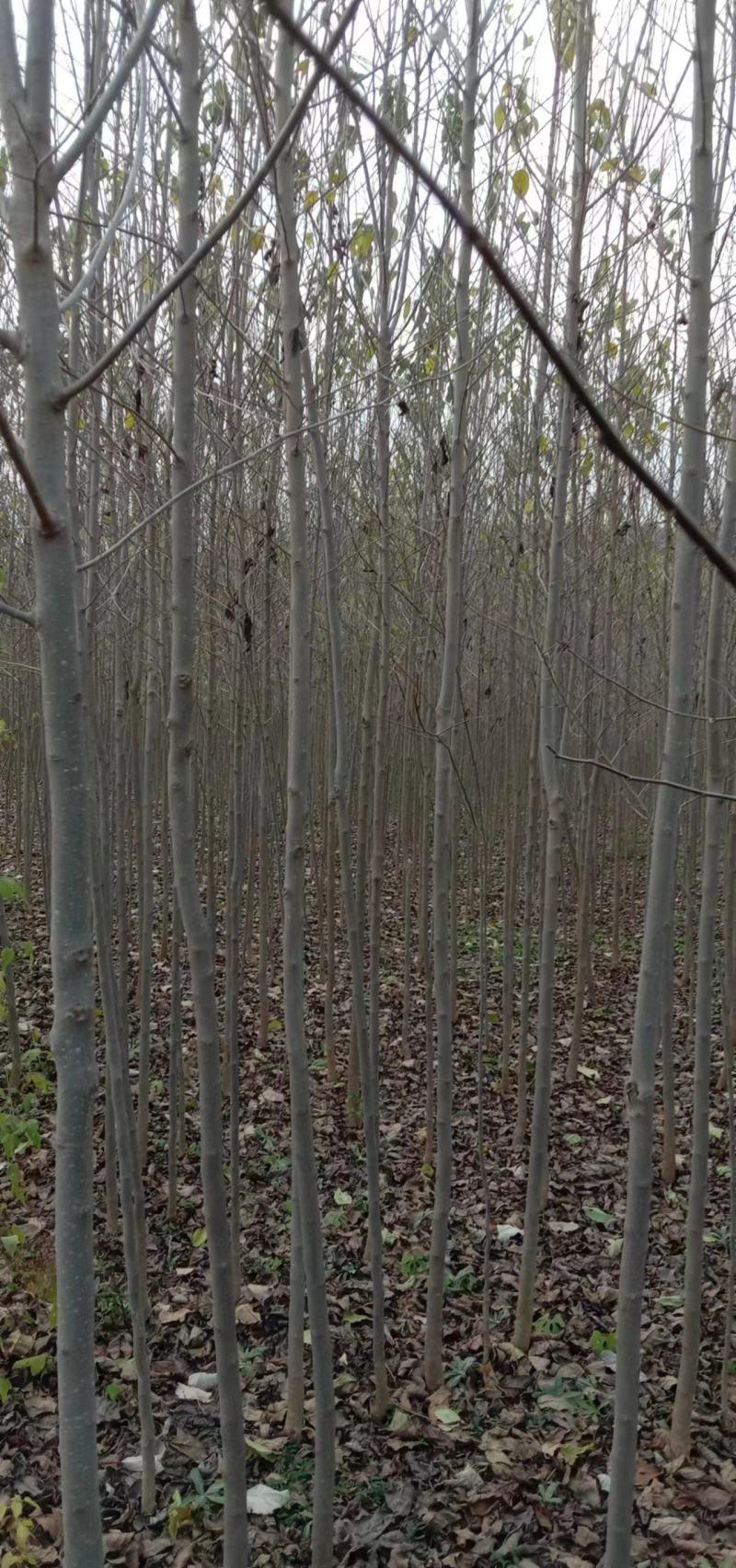 杜仲树苗