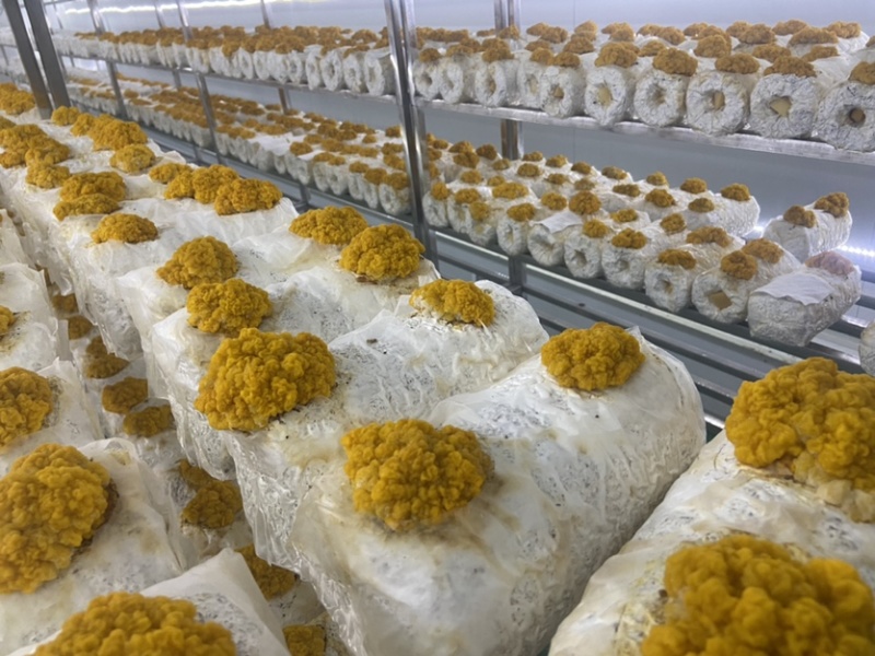 反季节鲜金耳营养价值高新年新礼物
