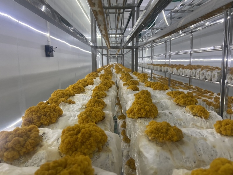 反季节鲜金耳营养价值高新年新礼物