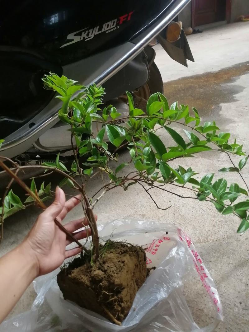 金银花苗爬藤植物南方北方种植耐寒品种，可盆栽地栽庭院种