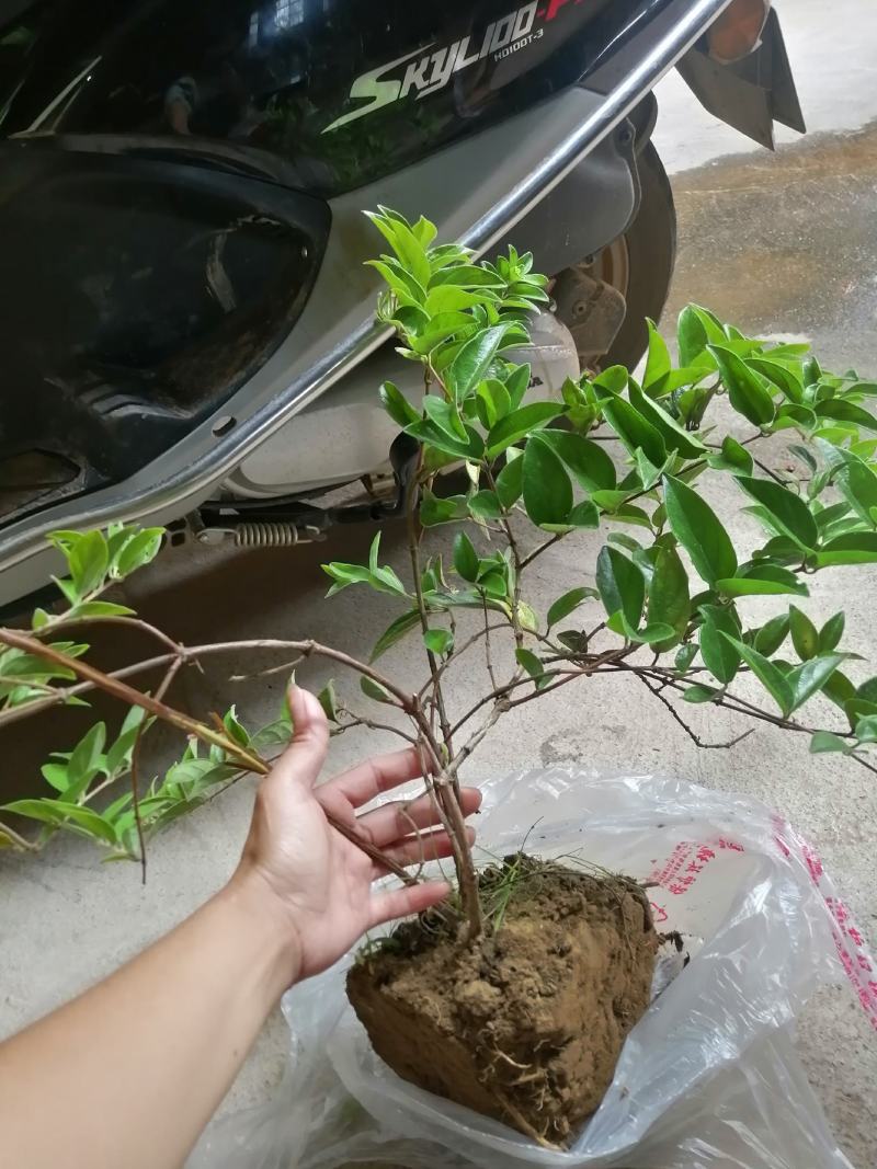 金银花苗爬藤植物南方北方种植耐寒品种，可盆栽地栽庭院种