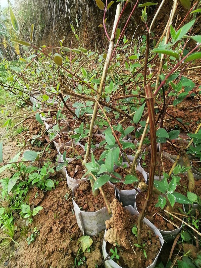 金银花苗爬藤植物南方北方种植耐寒品种，可盆栽地栽庭院种