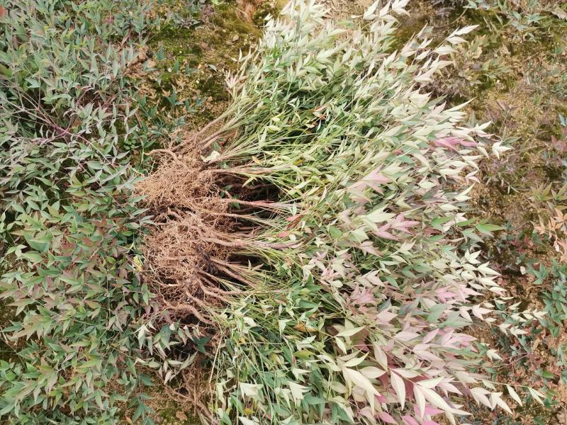 南天竹、南天竹地苗、南天竹基地年产量500万