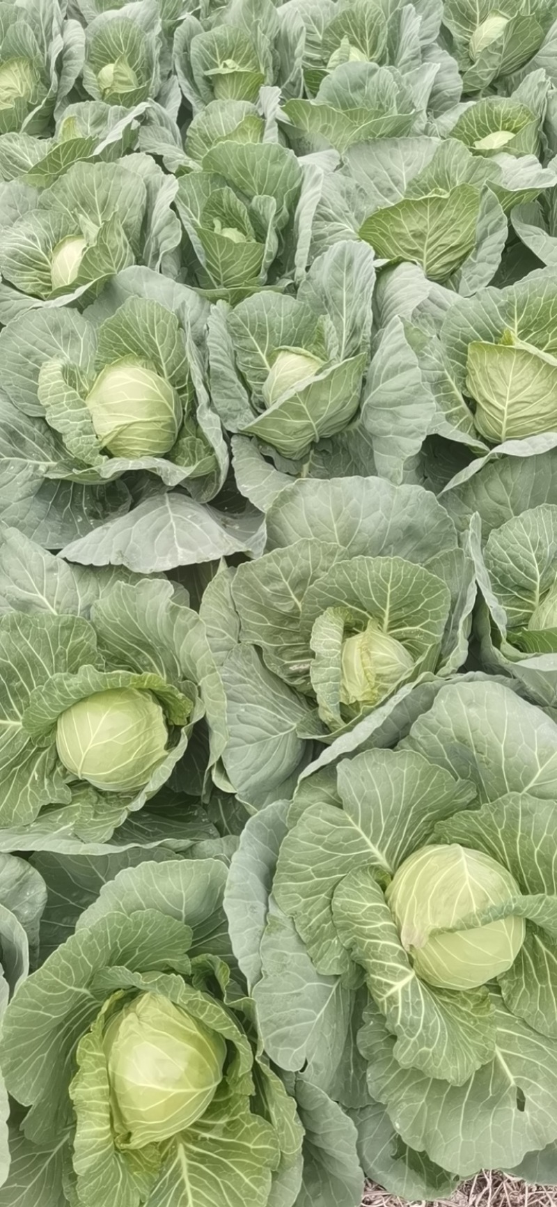 东台甘蓝圆包菜扁包菜不限量供应品质优，价格公道走货便利